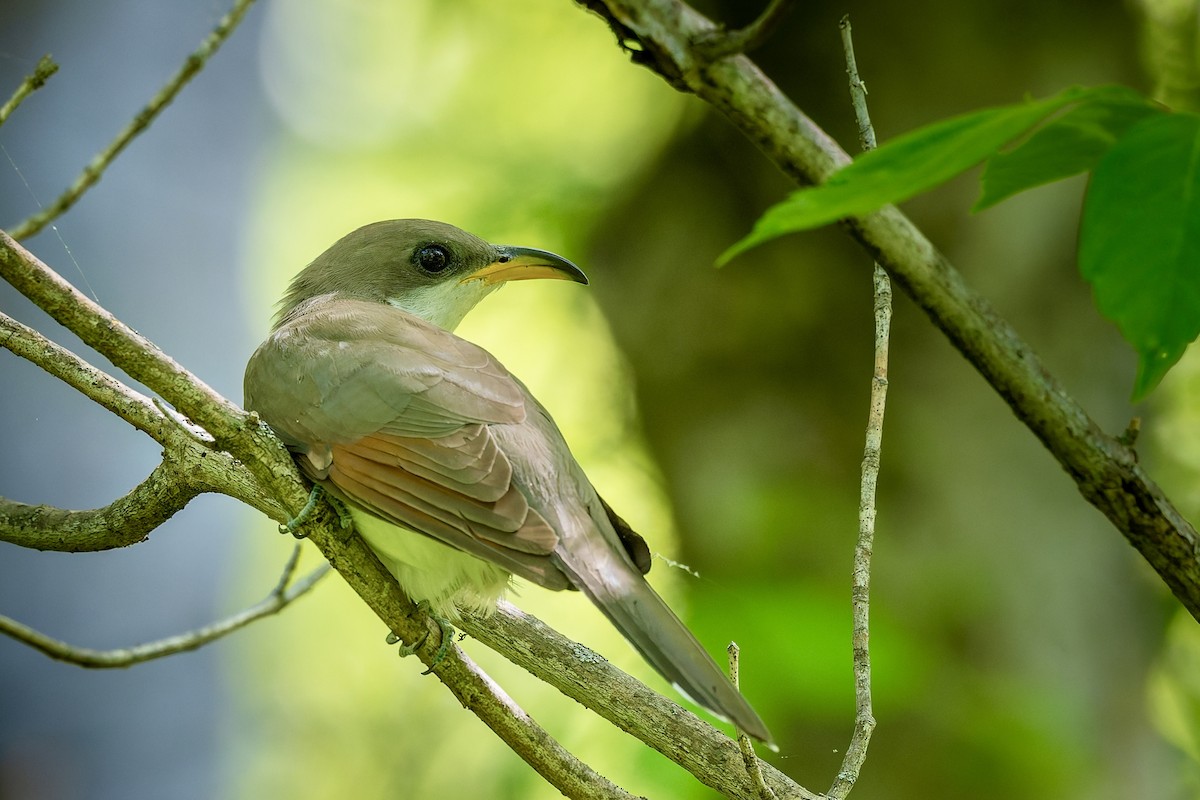 Yellow-billed Cuckoo - ML657822584