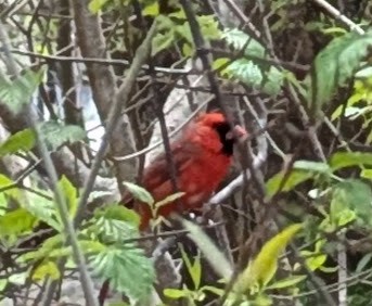 ショウジョウコウカンチョウ - ML657822604
