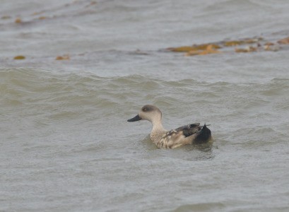 Canard huppé - ML657822638