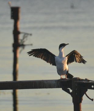 Cormoran impérial - ML657822650