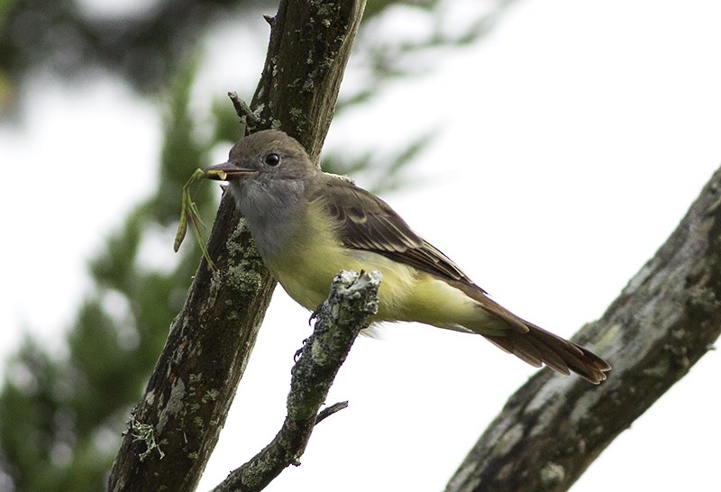 Great Crested Flycatcher - ML65782271