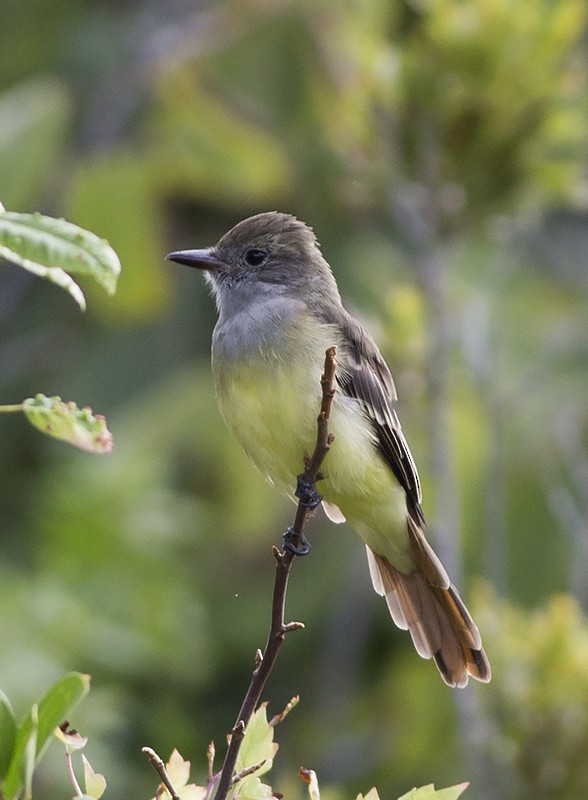 Great Crested Flycatcher - ML65782281