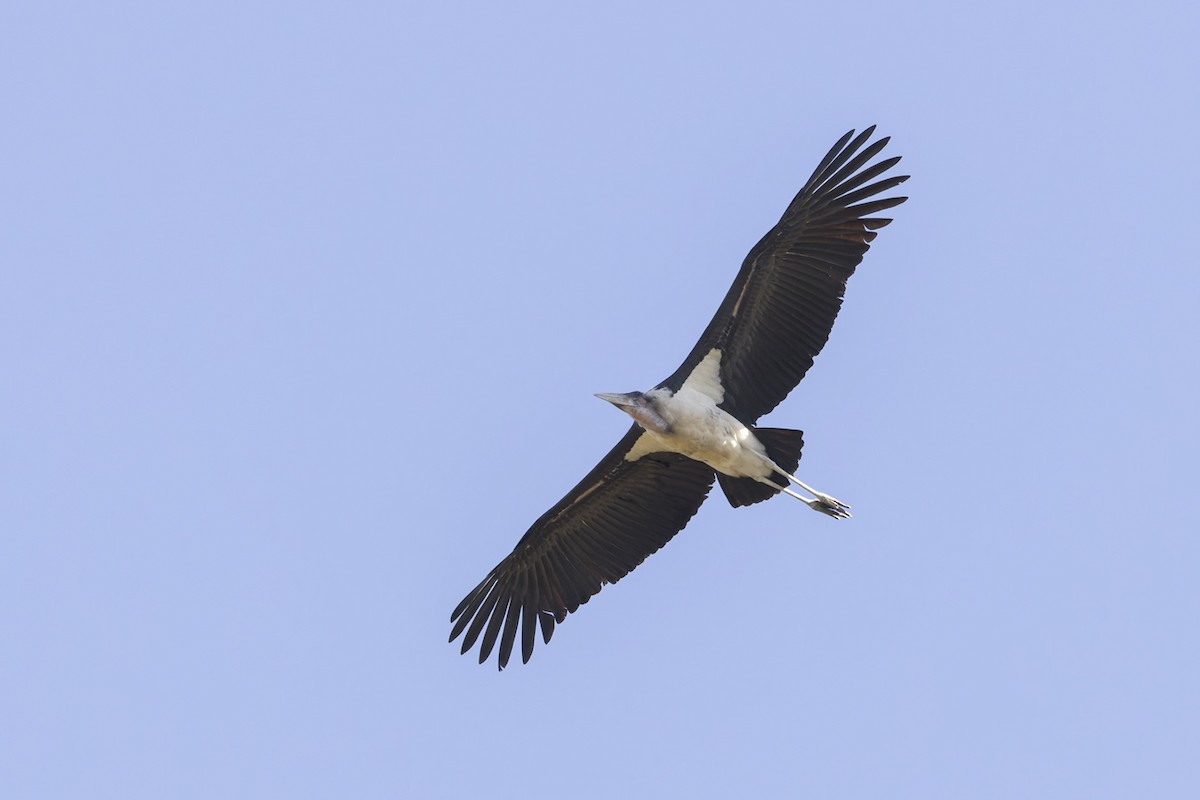 Marabou Stork - ML657823200