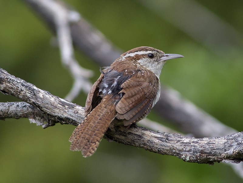 Carolina Wren - ML65782321