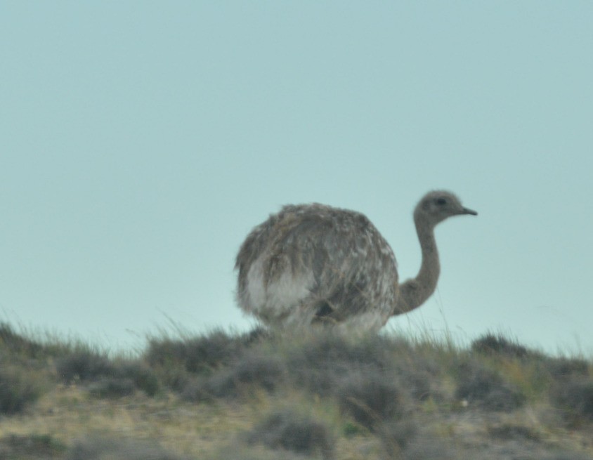 Lesser Rhea - ML657823372
