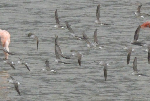 Wilson's Phalarope - ML657823399