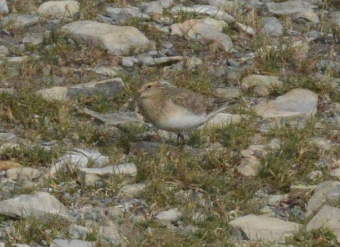 Baird's Sandpiper - ML657823407