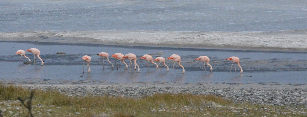 Chilean Flamingo - ML657823410