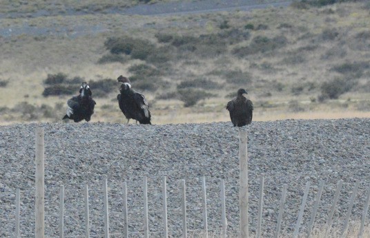 Andean Condor - ML657823414