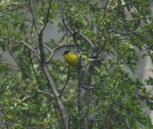 Black-chinned Siskin - ML657823429