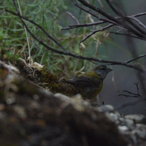 Patagonian Sierra Finch - ML657823430
