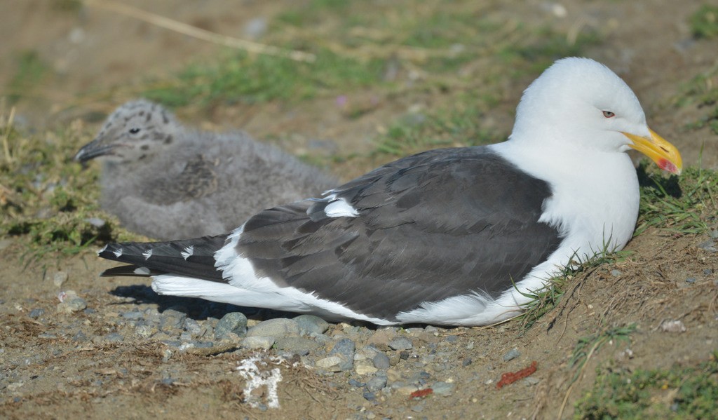 Goéland dominicain - ML657824089
