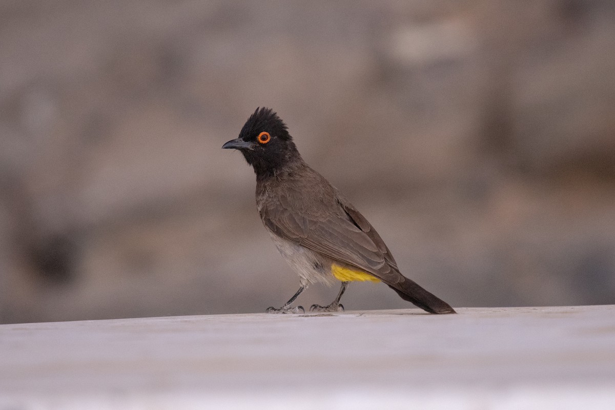 Black-fronted Bulbul - ML657824665