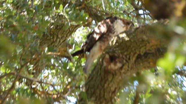 Red-tailed Hawk - ML657825005