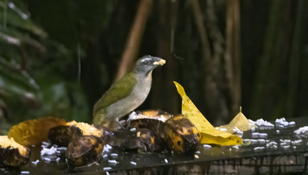 Buff-throated Saltator - ML657825521