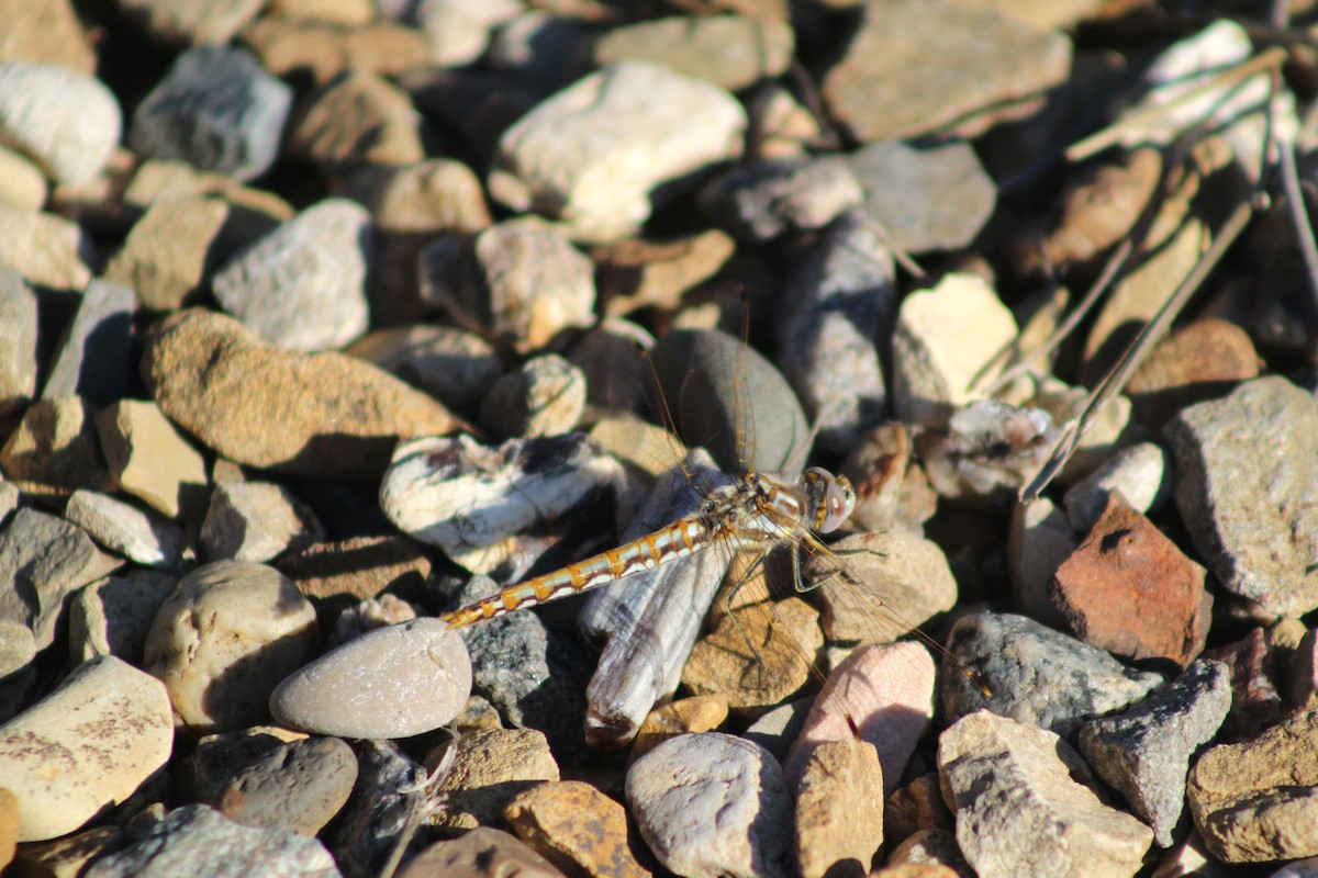 Variegated Meadowhawk - ML657825639