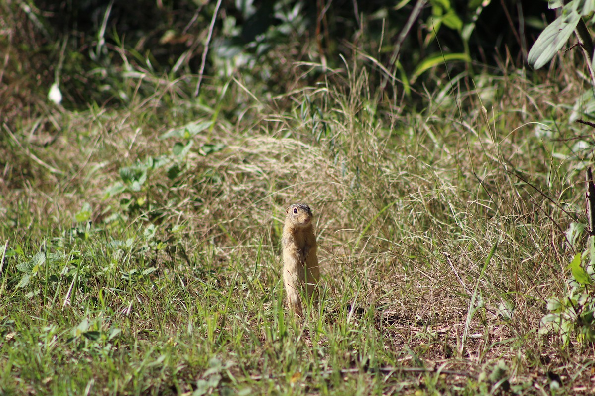 Richardson's Ground Squirrel - ML657825640