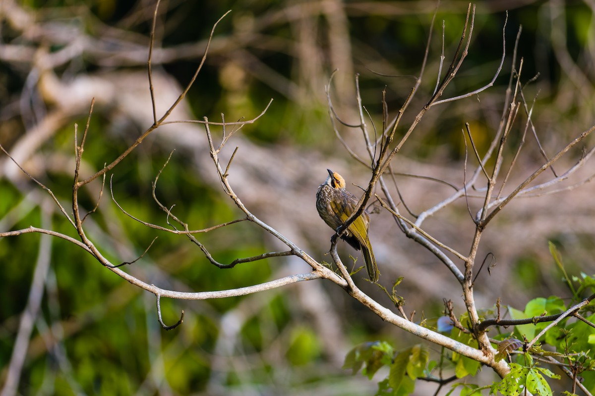 Bulbul à tête jaune - ML657825770