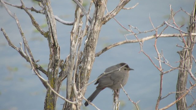 Gray Catbird - ML657825893