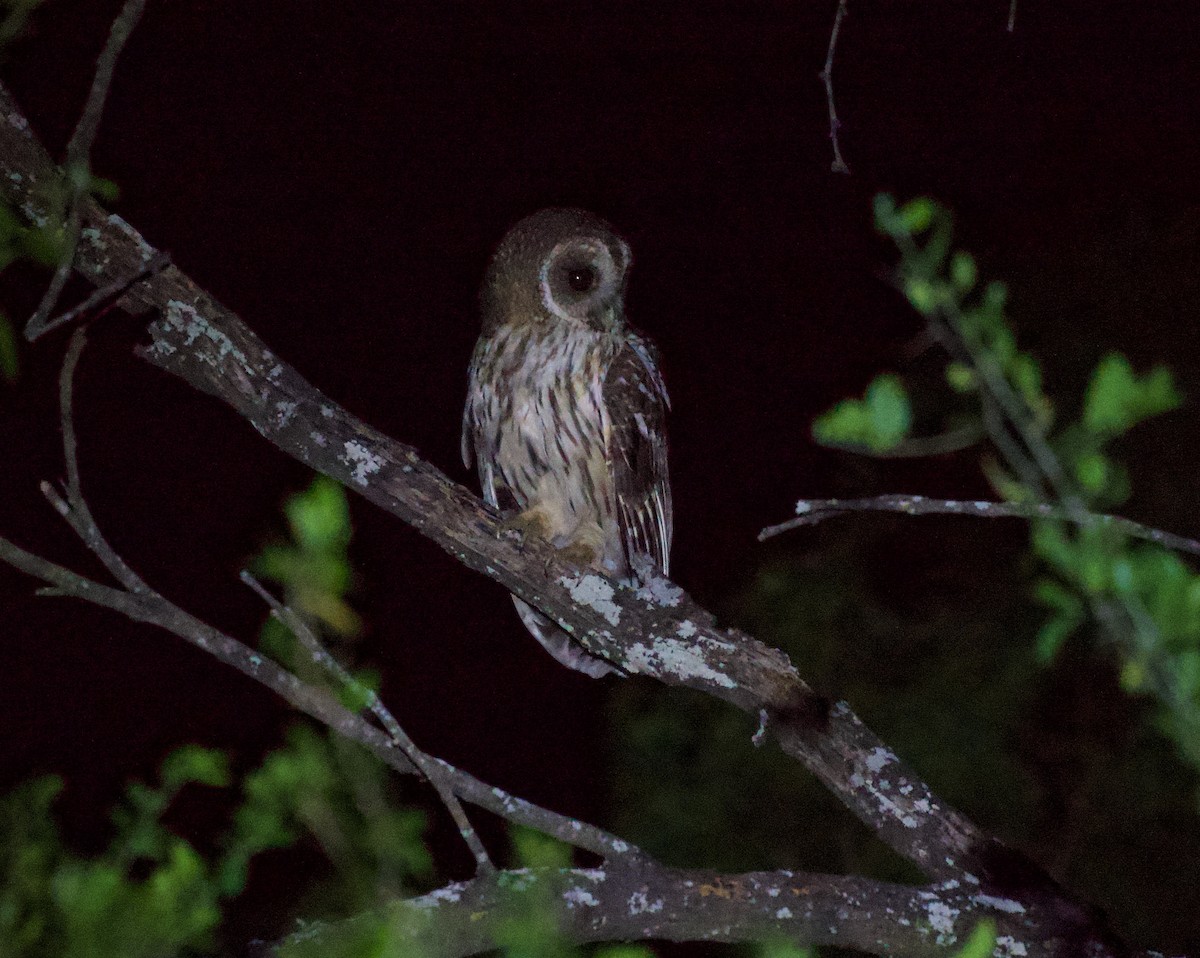 Mottled Owl - ML657826335