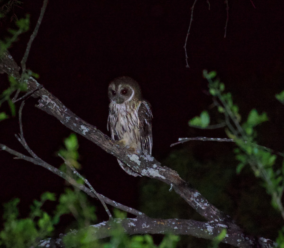 Mottled Owl - ML657826336