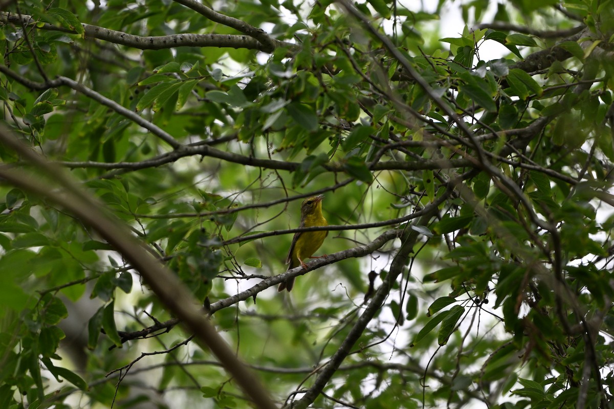 Golden-crowned Warbler - ML657826710