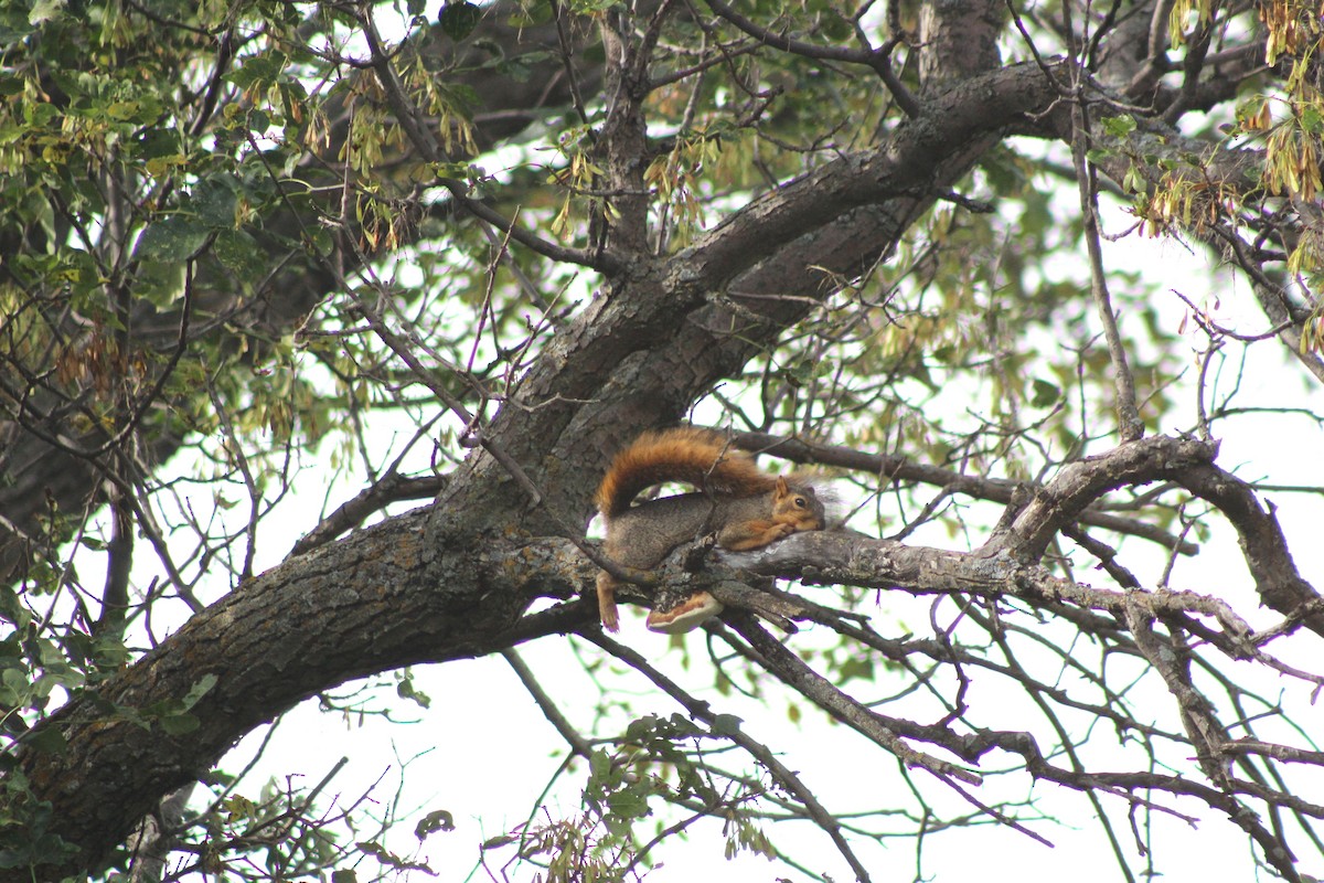 Eastern Fox Squirrel - ML657826755