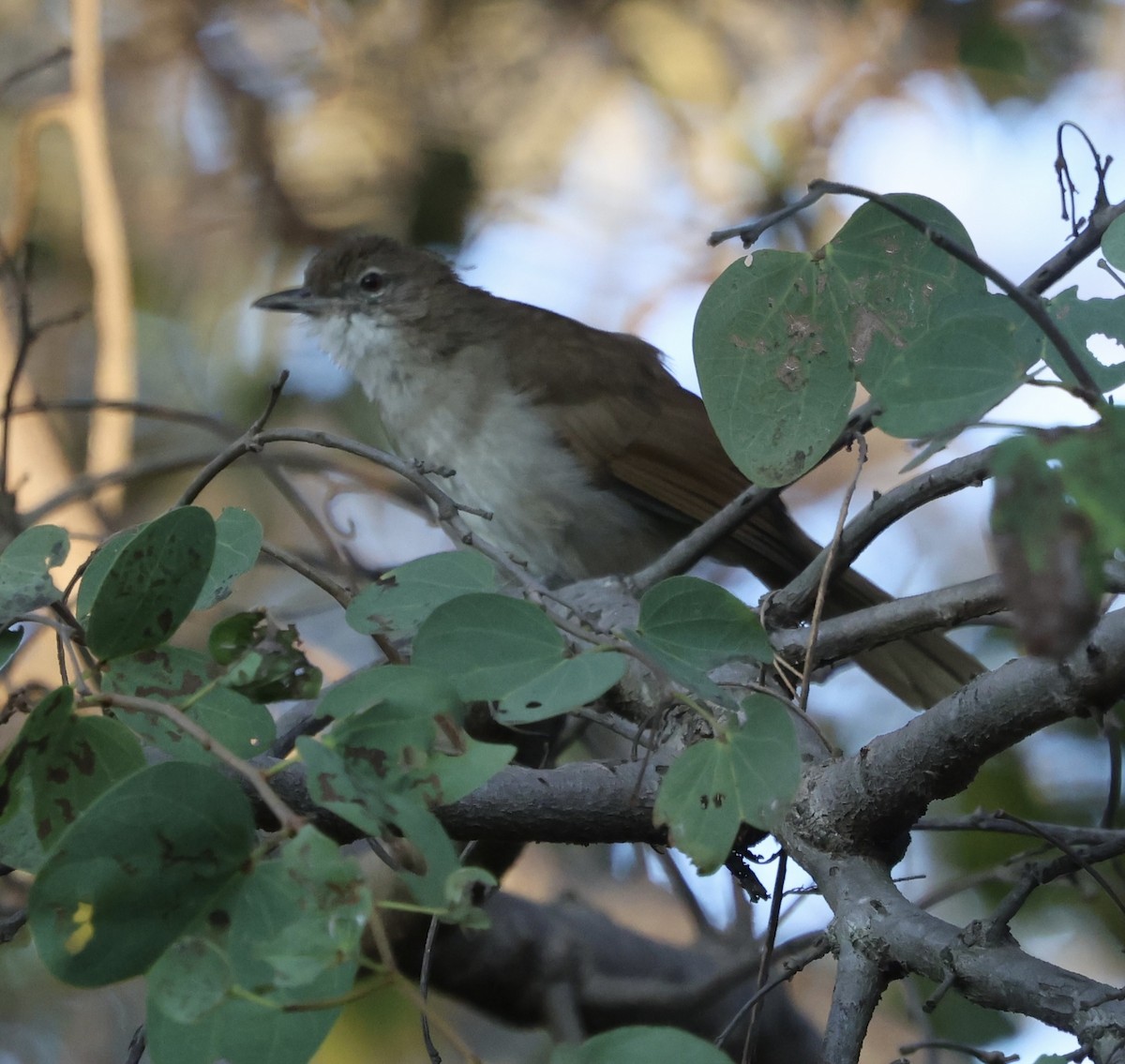 Terrestrial Brownbul - ML657826851