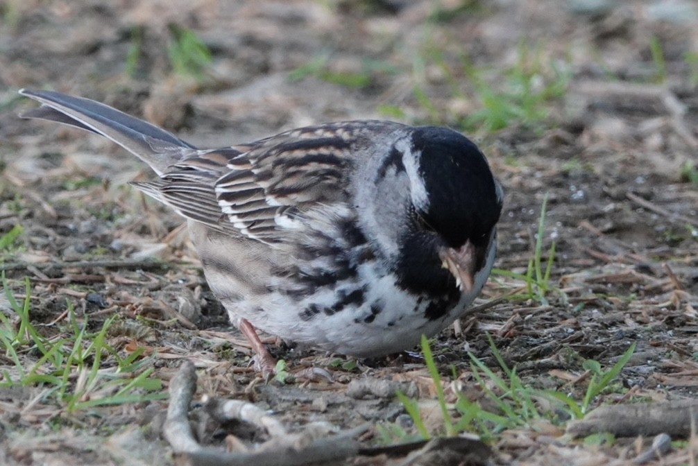 Harris's Sparrow - ML657827157