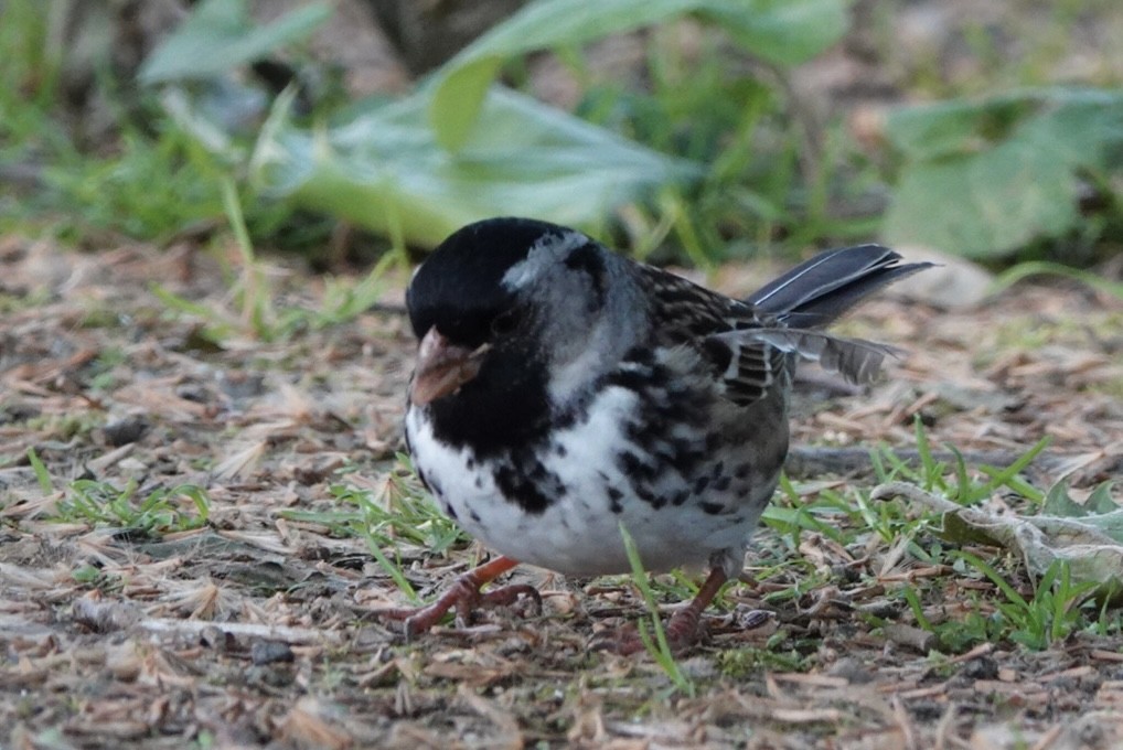 Harris's Sparrow - ML657827158