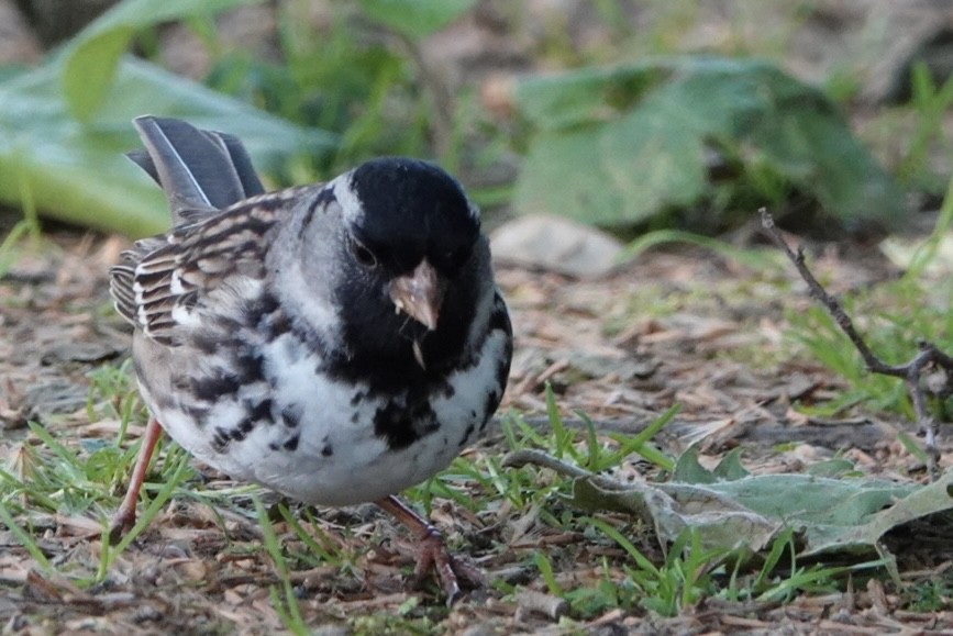 Harris's Sparrow - ML657827159