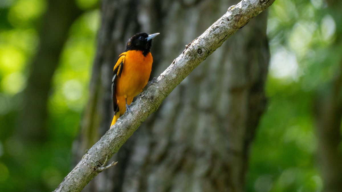 Baltimore Oriole - ML657827164