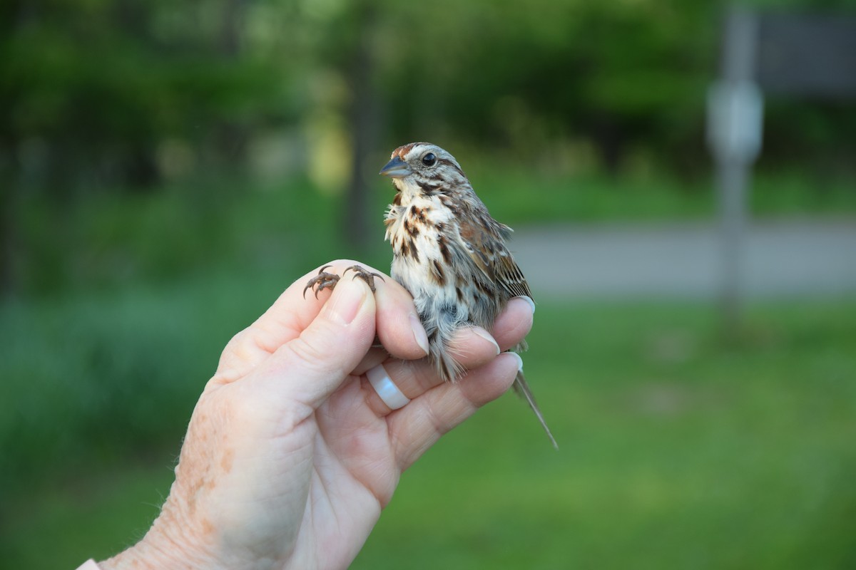 Song Sparrow - ML657827165