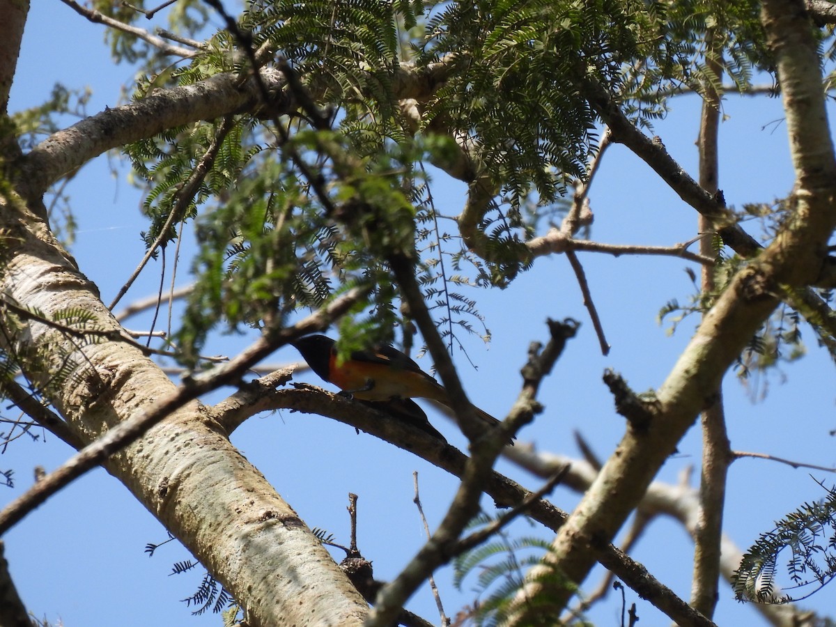 Small Minivet - ML657827168