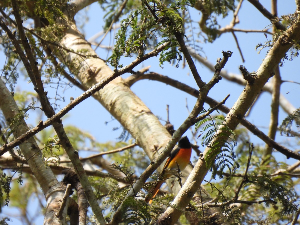 Small Minivet - ML657827170
