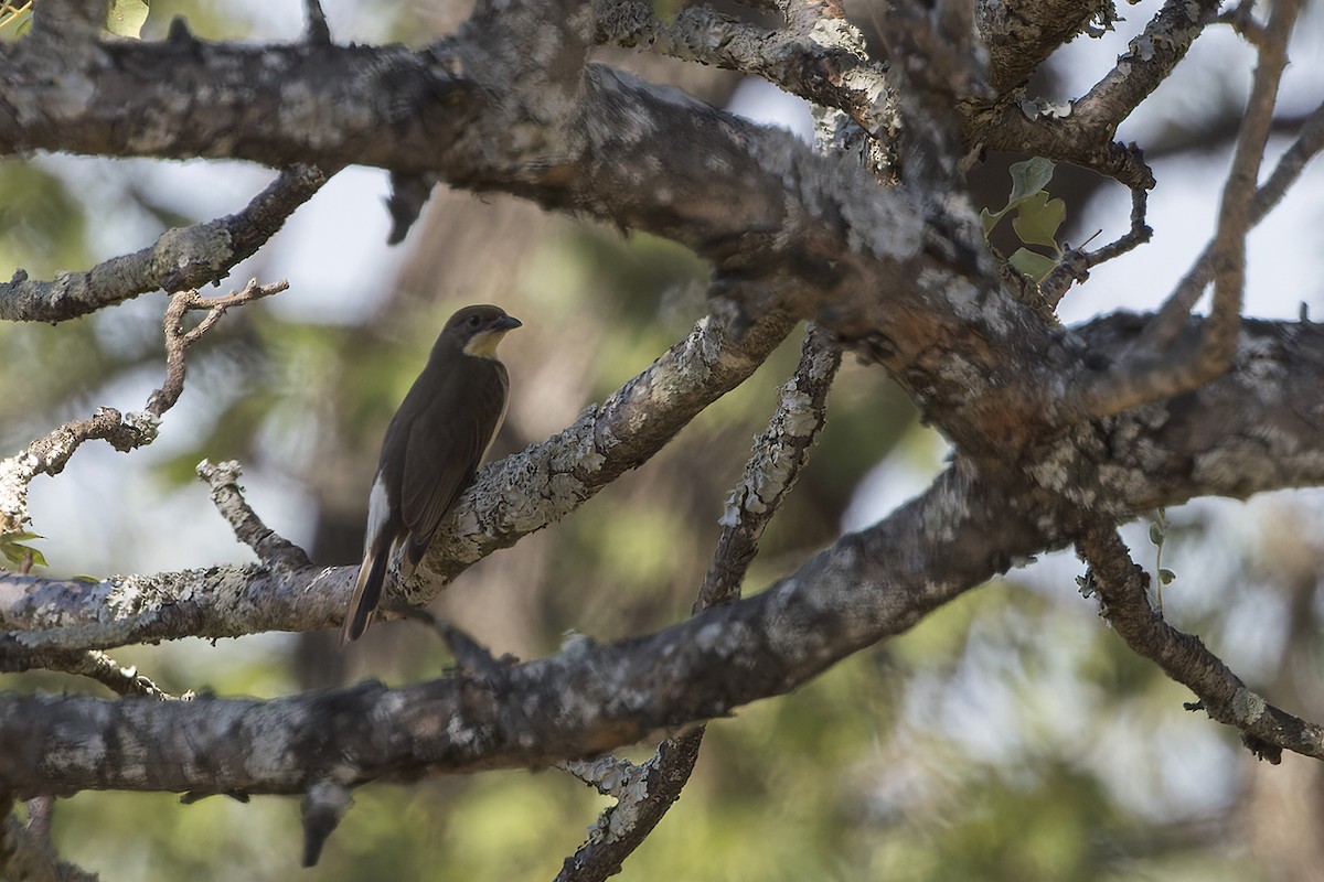 Greater Honeyguide - ML657827175