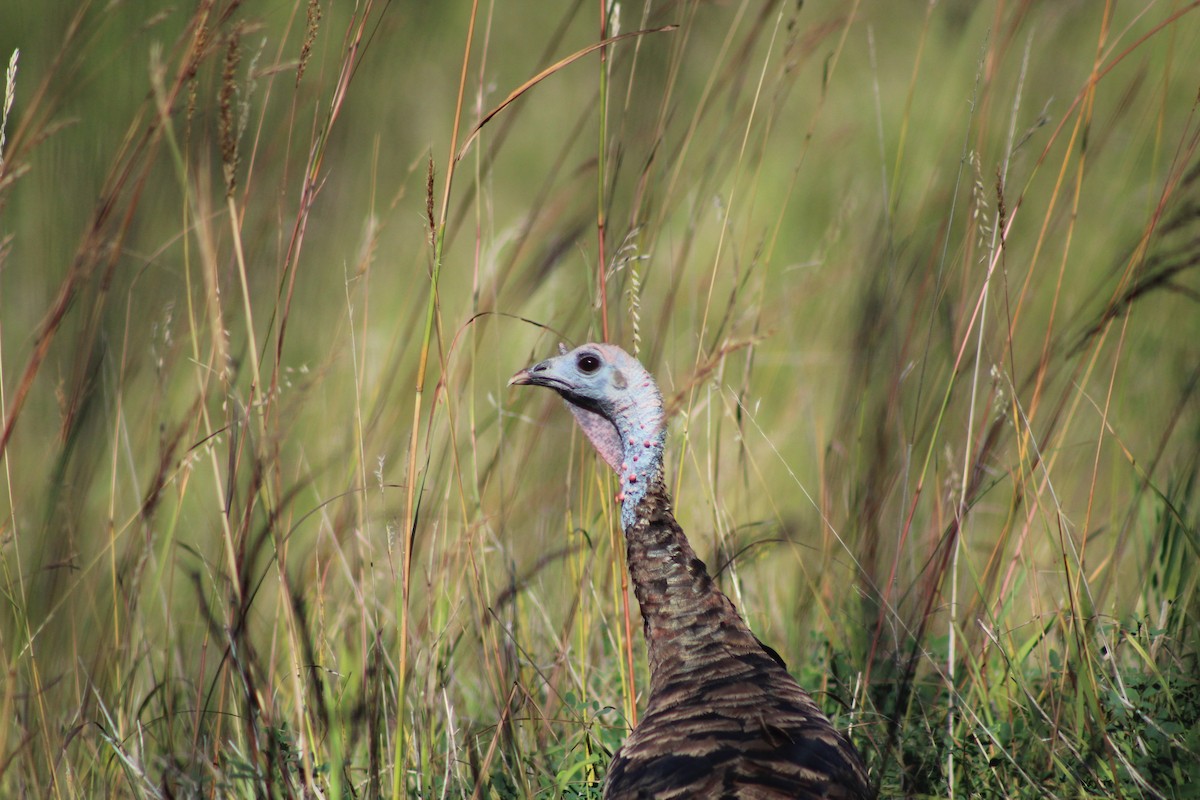 Wild Turkey - ML657827176