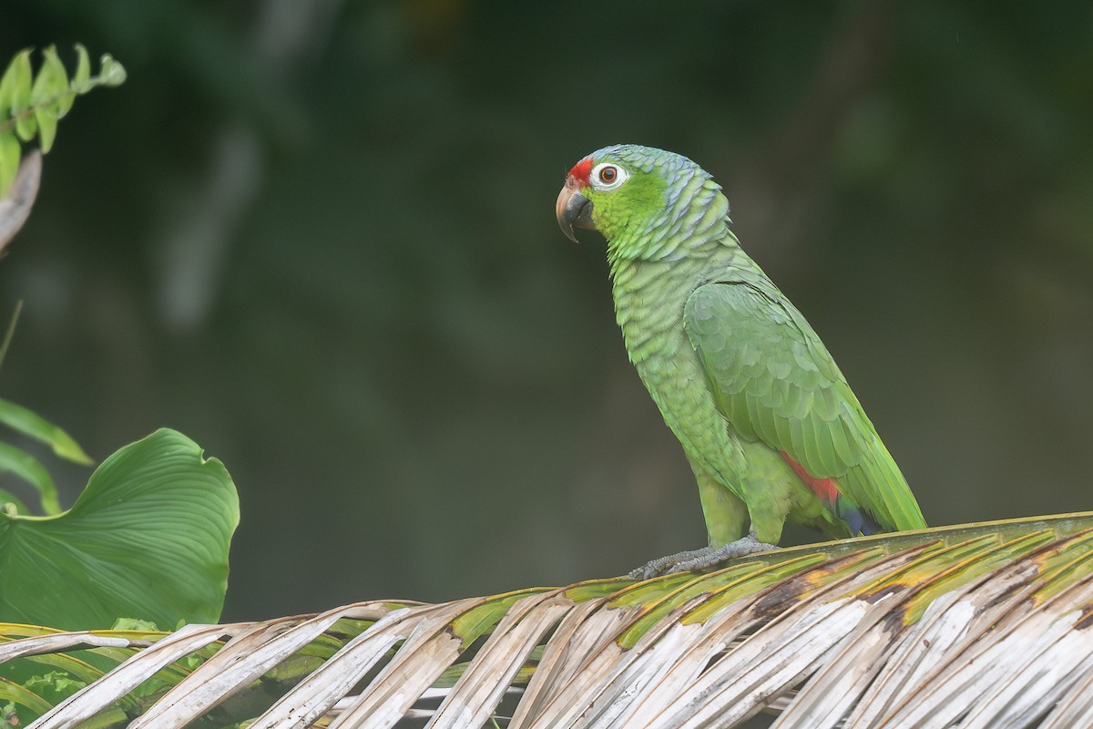 Red-lored Amazon - ML657827183