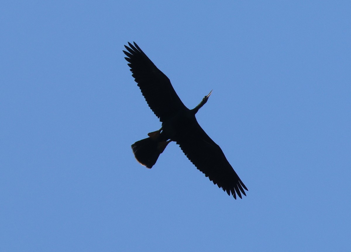 Anhinga - ML657827355