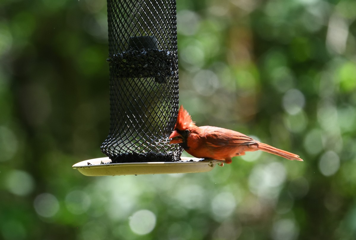 Cardenal Norteño - ML657827552