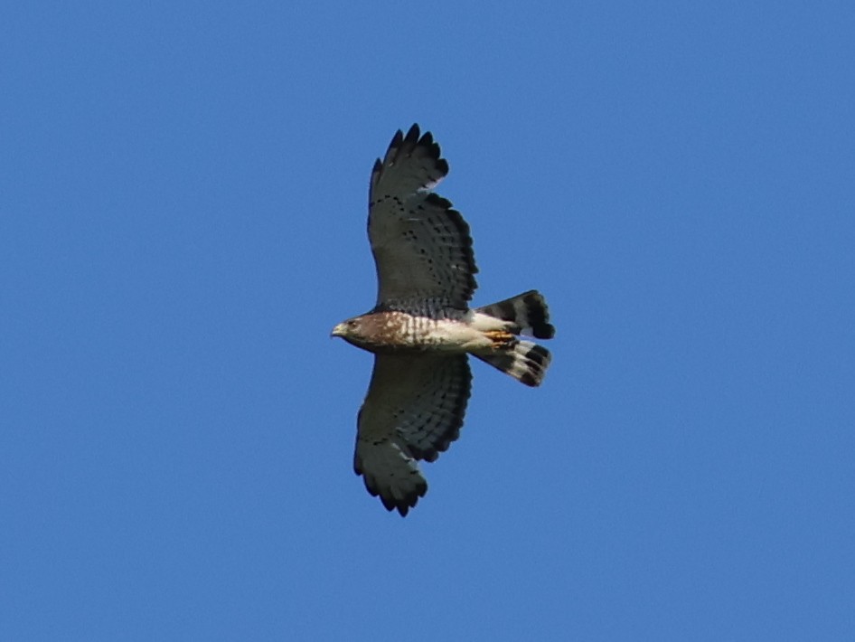 Broad-winged Hawk - ML657827728