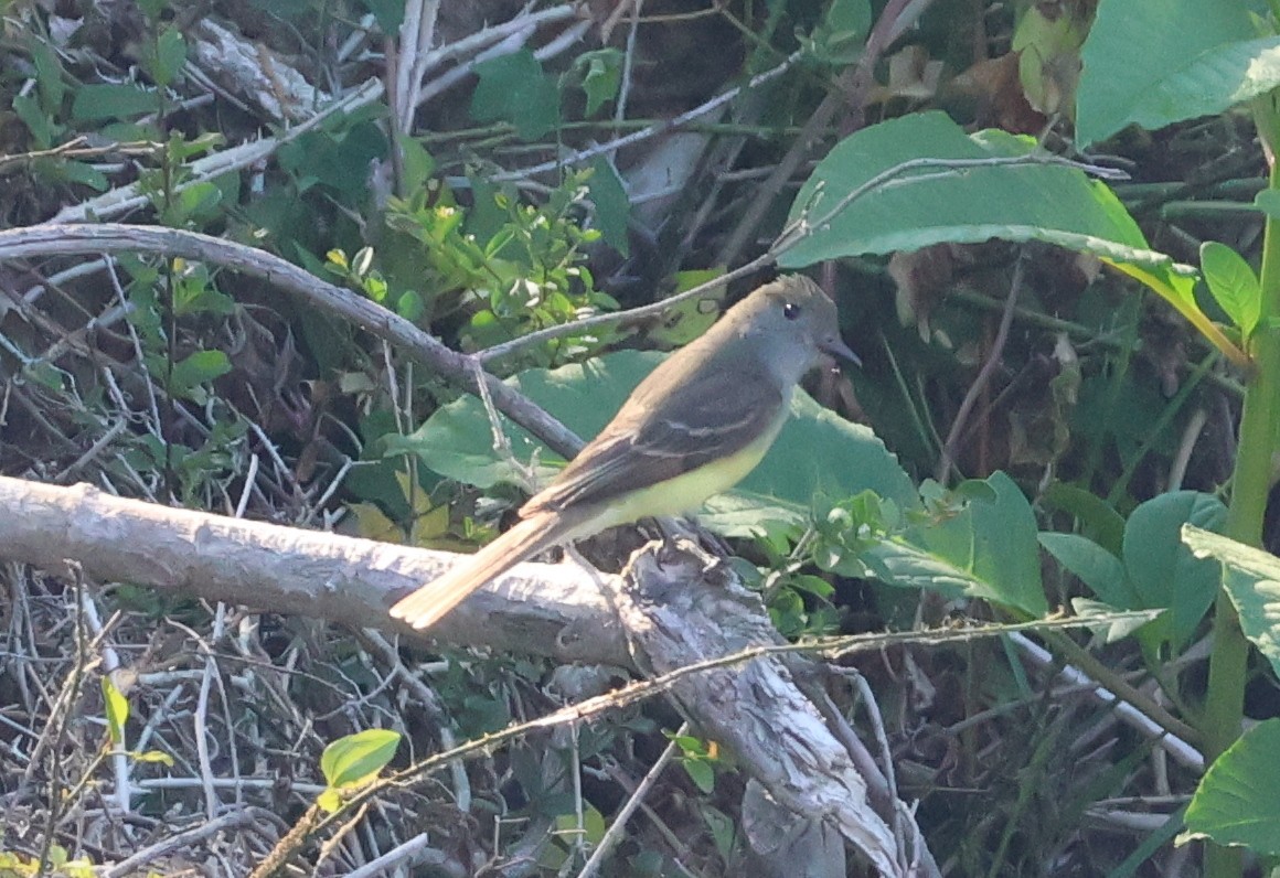 Great Crested Flycatcher - ML657827838