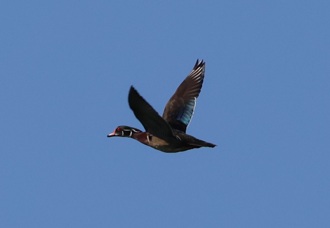 美洲鴛鴦 - ML657827952