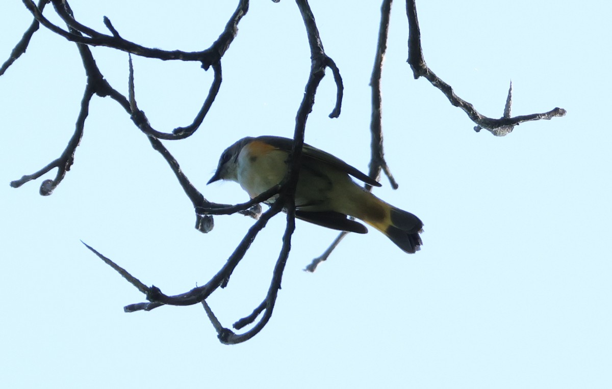 American Redstart - ML657828024