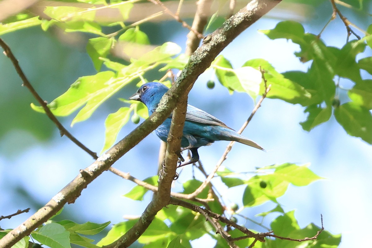 Indigo Bunting - ML657828225