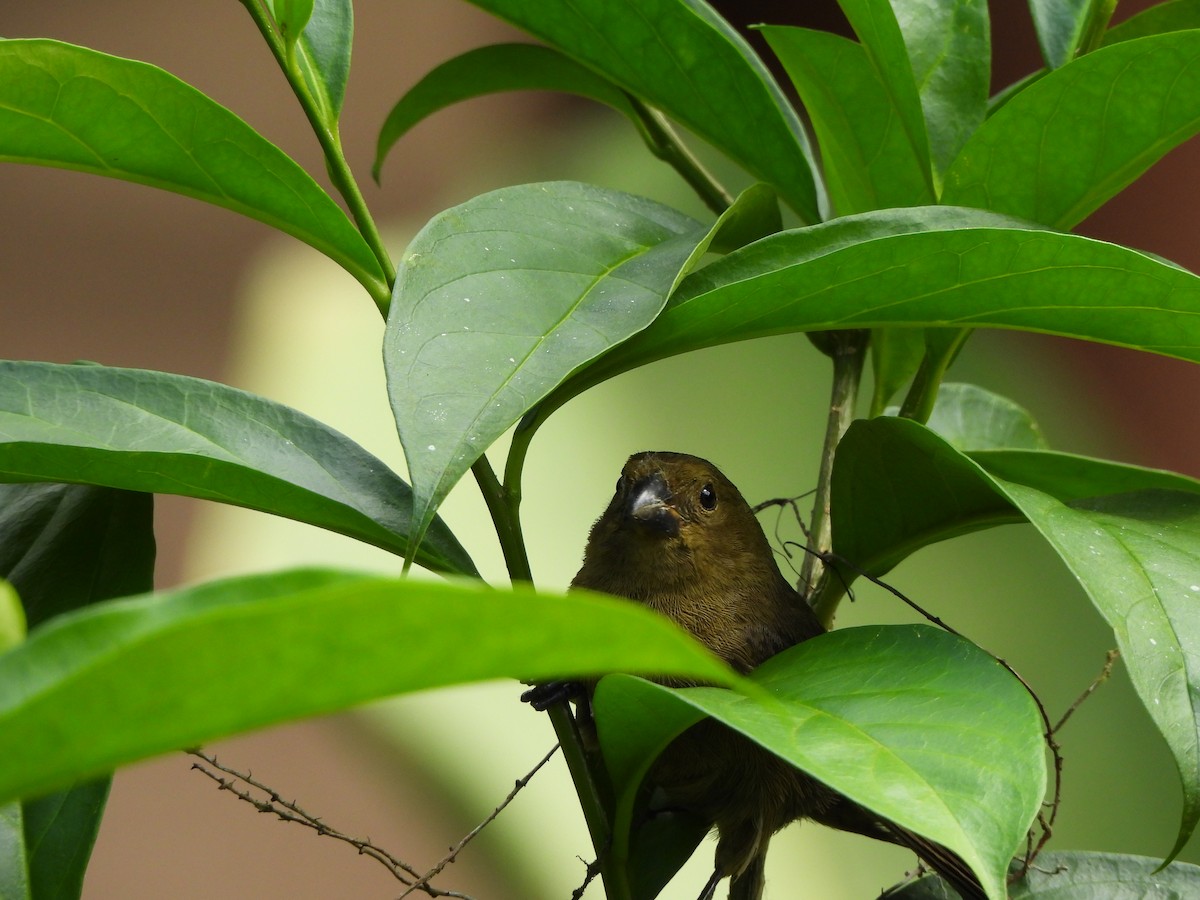 Variable Seedeater - ML657828245