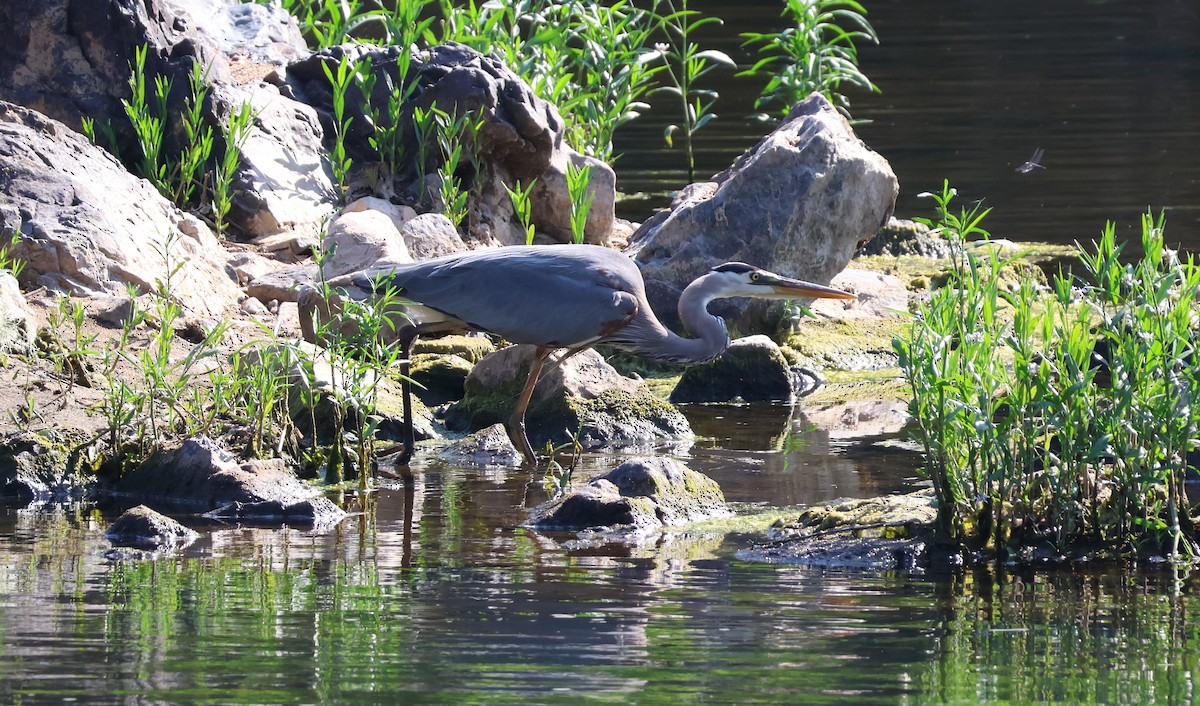 Great Blue Heron - ML657828324