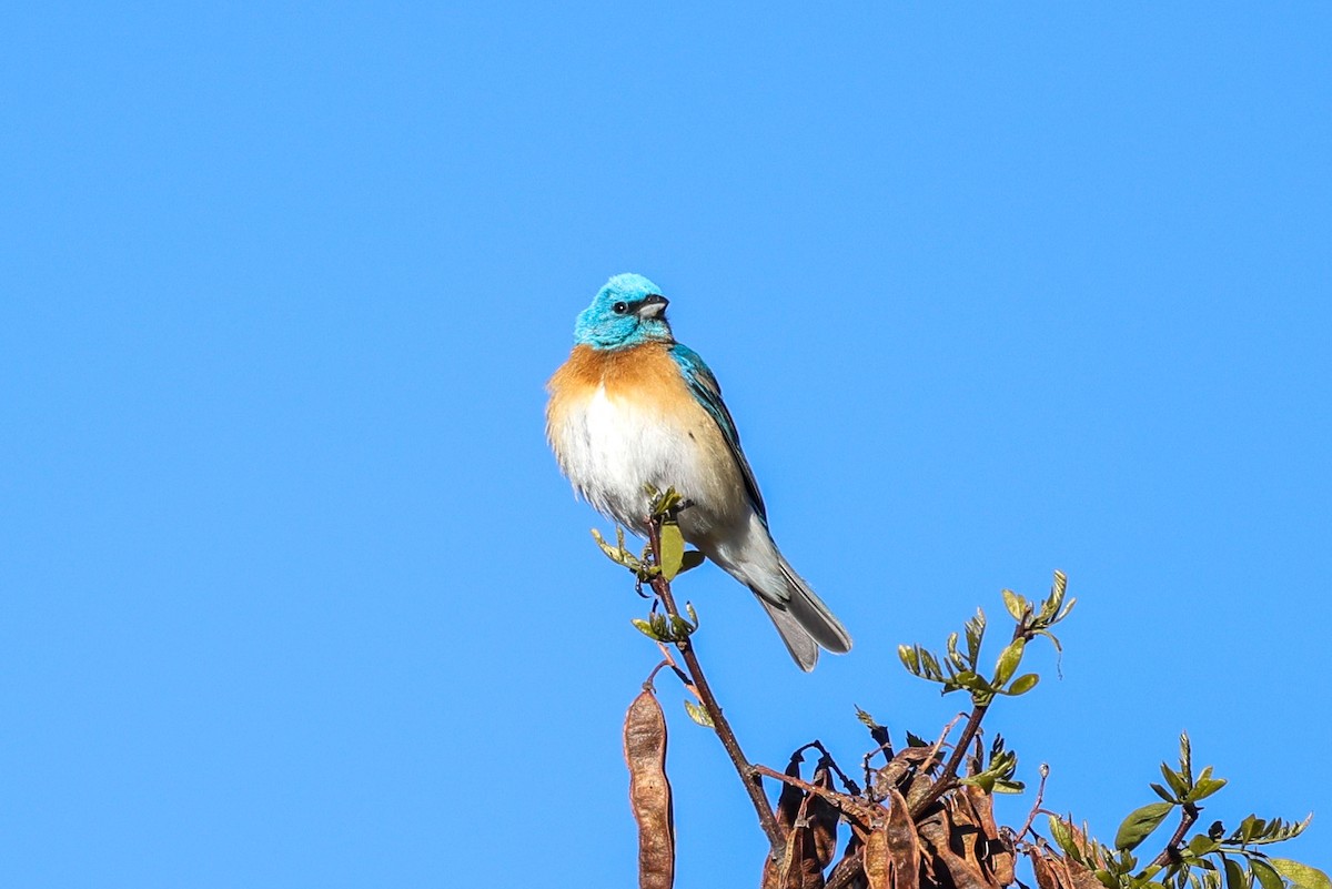Lazuli Bunting - ML657828387