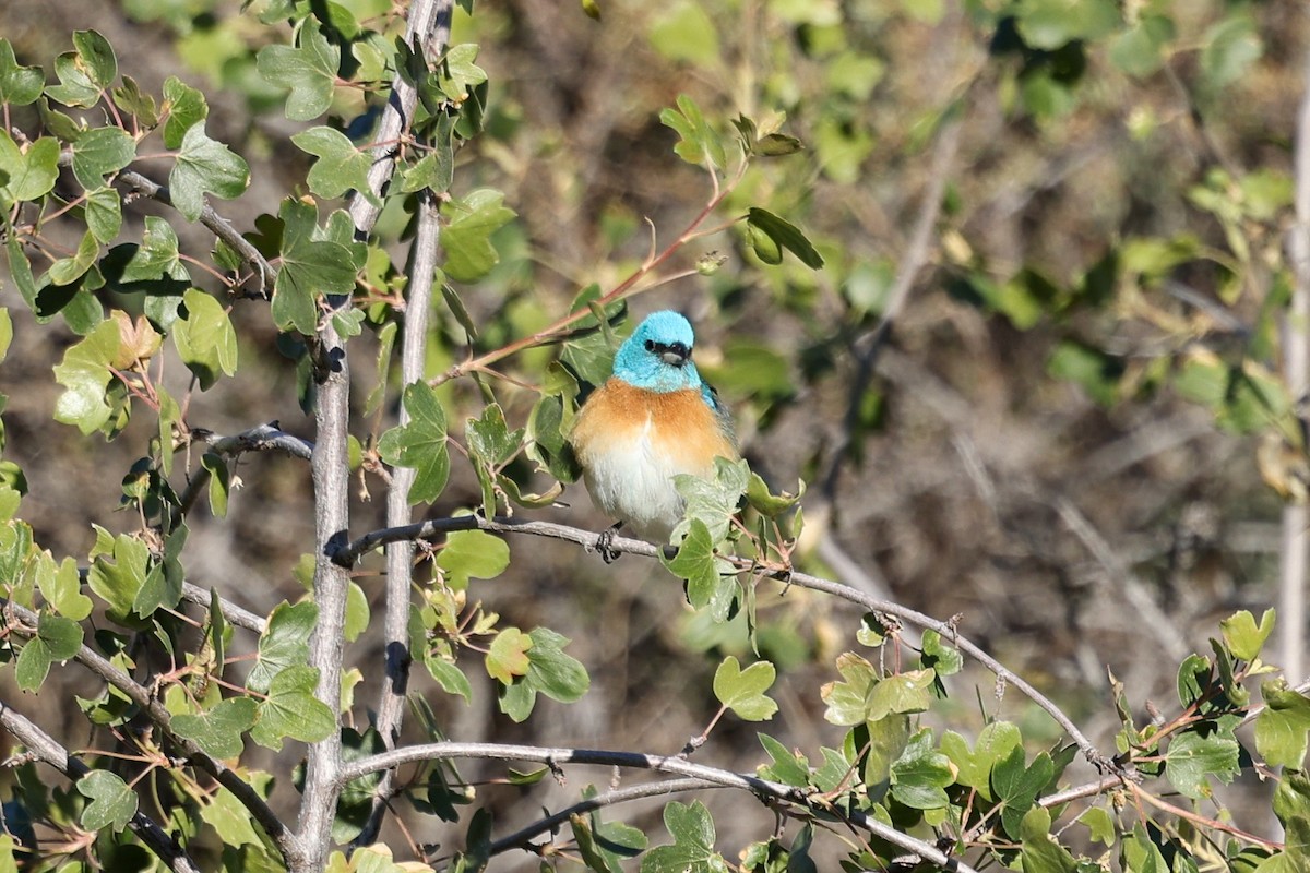 Lazuli Bunting - ML657828388