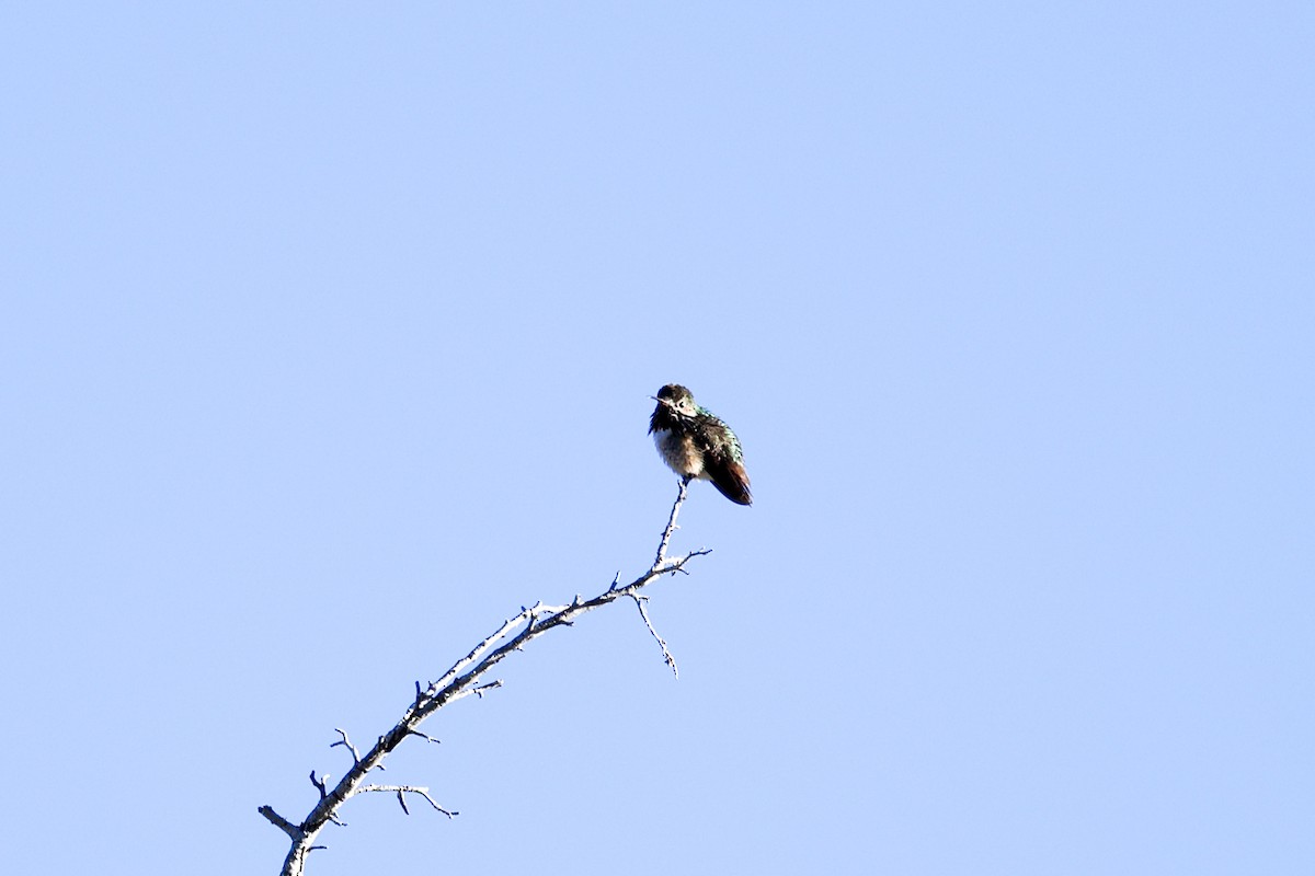 Calliope Hummingbird - ML657828414